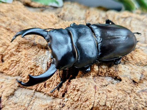 シェンクリングオオクワガタ – クワガタムシ・カブトムシ昆虫専門店COLORS