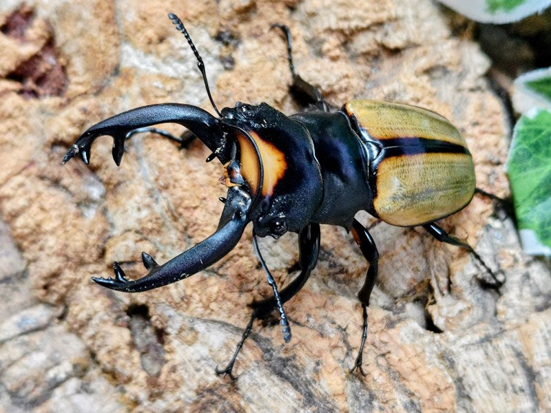 新入荷商品 – クワガタムシ・カブトムシ昆虫専門店COLORS