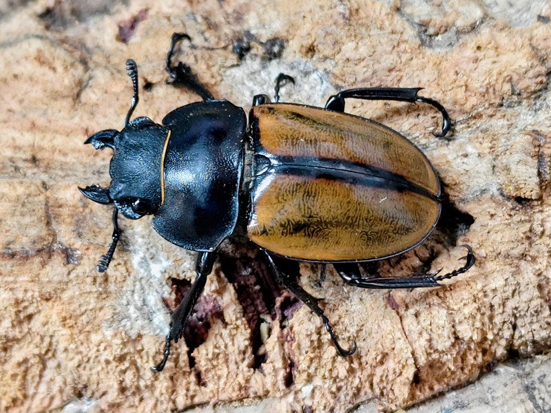 カステルナウディツヤクワガタ インドネシア スマトラ島ベンクール産