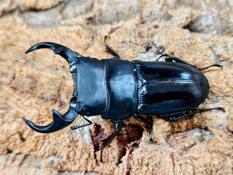 パリーオオクワガタ(ジャワ東部)原名亜種 – クワガタムシ・カブトムシ