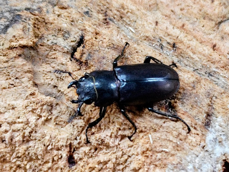 メタリフェルホソアカクワガタ(亜種aenomicans) モルッカ諸島 カシルタ