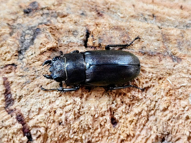 メタリフェルホソアカクワガタ(亜種finae) インドネシア ペレン島産