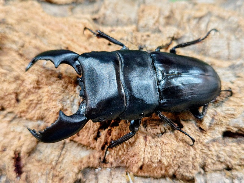 スマトラオオヒラタクワガタ – クワガタムシ・カブトムシ昆虫専門店COLORS