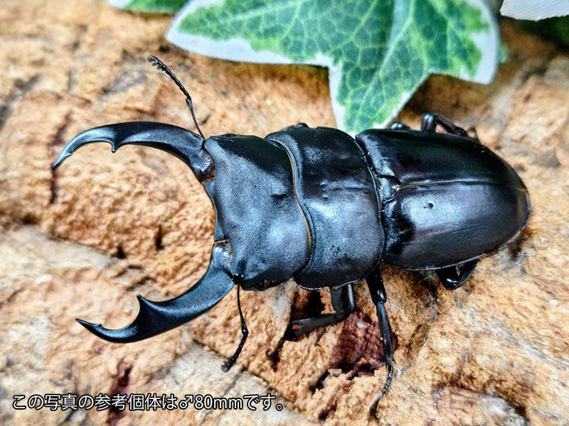 新入荷商品 – クワガタムシ・カブトムシ昆虫専門店COLORS