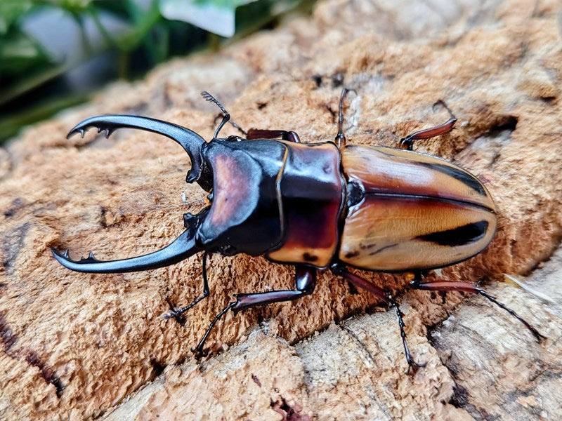 野生82mm頭角19.4mm胸角幅6mmぐらい美しいレッド赤超特大カブトムシ標本 国産外国産カブトムシ・クワガタムシ等昆虫専門店カラーズ