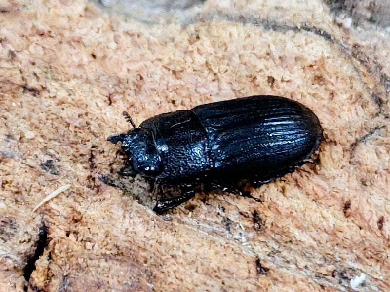 ネブトクワガタ 大阪府 茨木市福井産 ペア（累代WD ♂24mm ♀20mm
