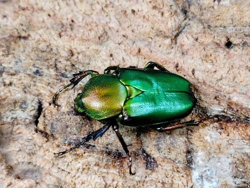ロドリゲスカブトハナムグリ フィリピン パラワン島バタラダ産 ペア