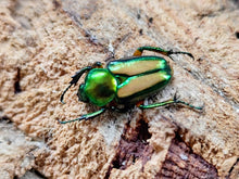 画像をギャラリービューアに読み込む, セブヒメカブトハナムグリ亜種orientalis フィリピン ミンダナオ島NewBataan産 ペア（累代WD ♂Freemm ♀Freemm ）
