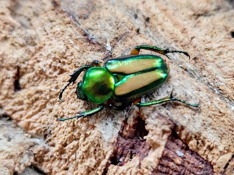 セブヒメカブトハナムグリ亜種orientalis フィリピン ミンダナオ島