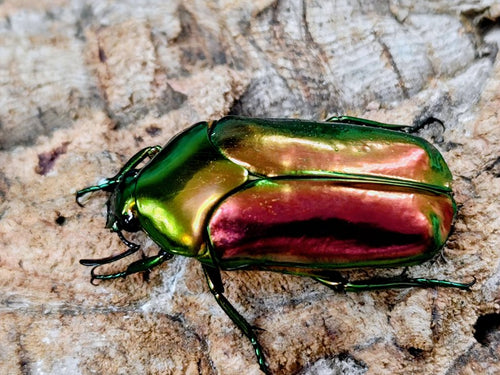 センパーオオヒラタカナブン – クワガタムシ・カブトムシ昆虫専門店COLORS
