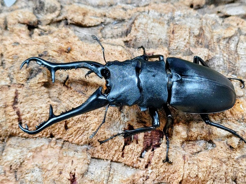 ギラファノコギリクワガタ(亜種ケイスケ) インドネシア フローレス島産