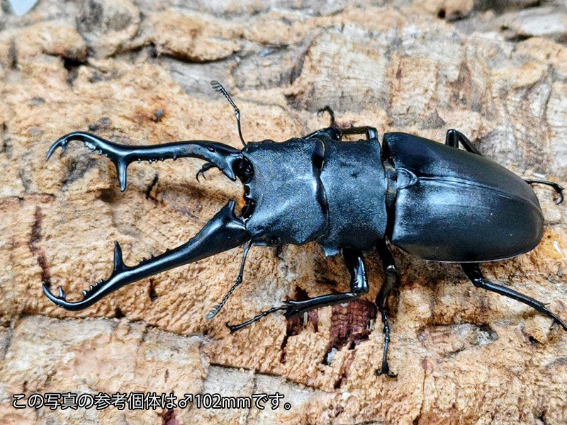 ギラファノコギリクワガタ(亜種ケイスケ) インドネシア フローレス島産