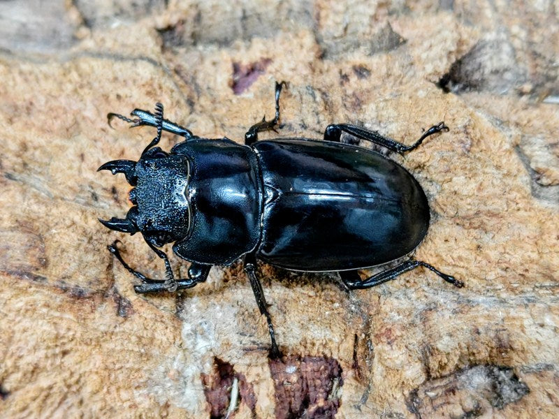 マンディブラリスフタマタクワガタ インドネシア スマトラ島ジャンピ産