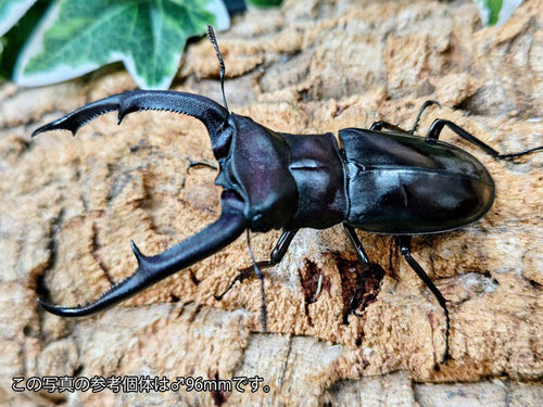 マンディブラリスフタマタクワガタ – クワガタムシ・カブトムシ昆虫