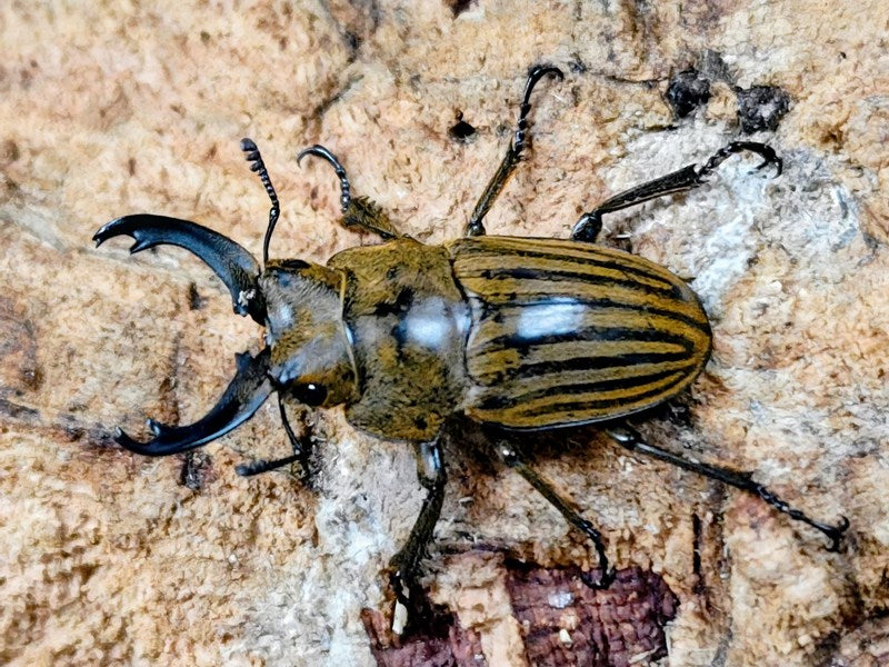 新入荷商品 – クワガタムシ・カブトムシ昆虫専門店COLORS