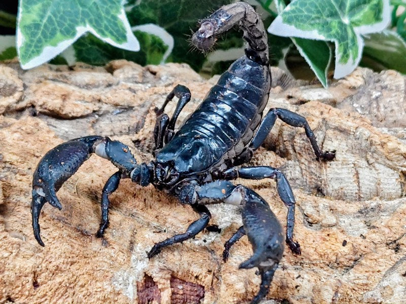 チャグロサソリ – クワガタムシ・カブトムシ昆虫専門店COLORS