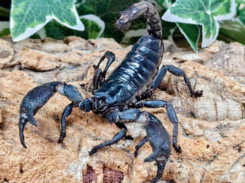 チャグロサソリ – クワガタムシ・カブトムシ昆虫専門店COLORS