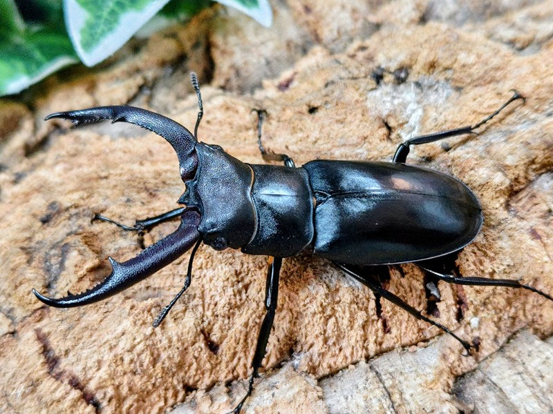 マンディブラリスフタマタクワガタ – クワガタムシ・カブトムシ昆虫