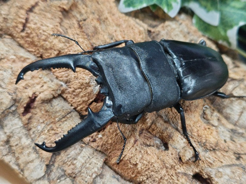 パラワンオオヒラタクワガタ – クワガタムシ・カブトムシ昆虫専門店COLORS