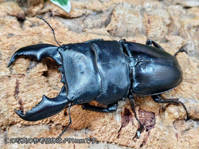 スマトラオオヒラタクワガタ – クワガタムシ・カブトムシ昆虫専門店COLORS