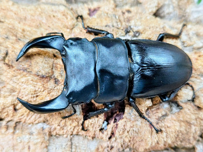 平成8年型　ホペイオオクワガタ飼育品78㍉ HOPEI(オオクワガタ原名亜種) 中国 福建省旧北峰産 ペア（累代CB