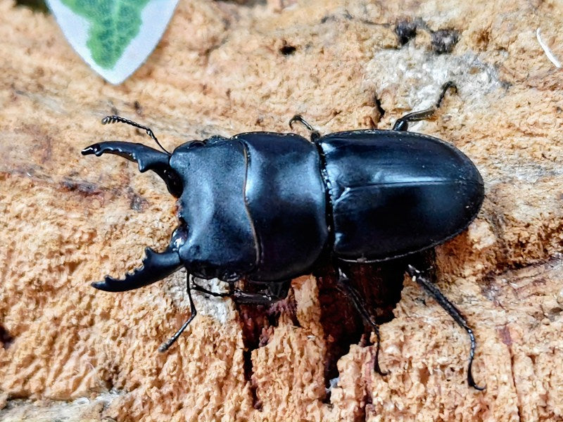 新入荷商品 – ページ 3 – クワガタムシ・カブトムシ昆虫専門店COLORS