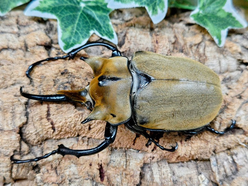 イイジマゾウカブト ベネズエラ アラグア州産 ペア（累代CB ♂120mm