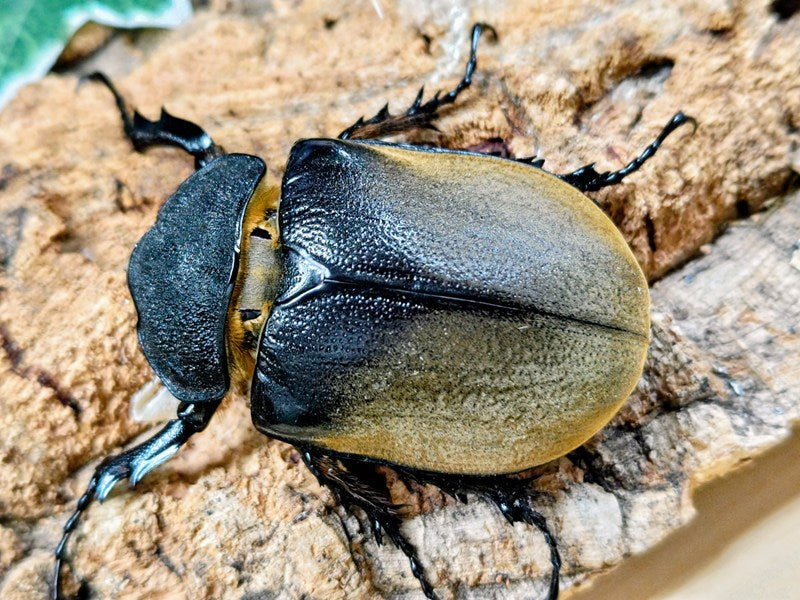 エレファスゾウカブト メキシコ カテマコ産 ペア（累代CB ♂120mm 2026