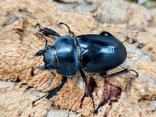 画像をギャラリービューアに読み込む, スチーブンスツヤクワガタ インドネシア スラウェシ島パロロ・パル産 ペア（累代WD ♂76mm ♀Freemm ）
