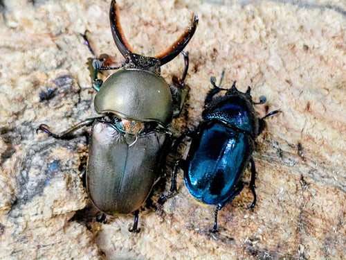 パプアキンイロクワガタ – クワガタムシ・カブトムシ昆虫専門店COLORS