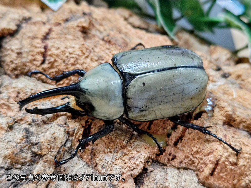 新入荷商品 – ページ 3 – クワガタムシ・カブトムシ昆虫専門店COLORS