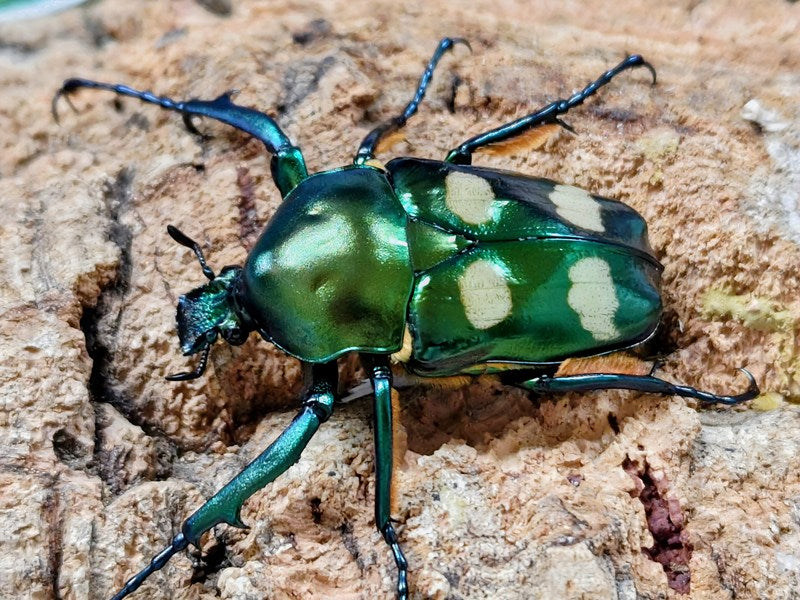 【特大良型】ラッケリーテナガカナブン 標本ウグイスコガネカメムシサシ甲虫昆虫標本 ラッケリーテナガカナブン タイ チェンマイ県産 ペア（累代CBF2