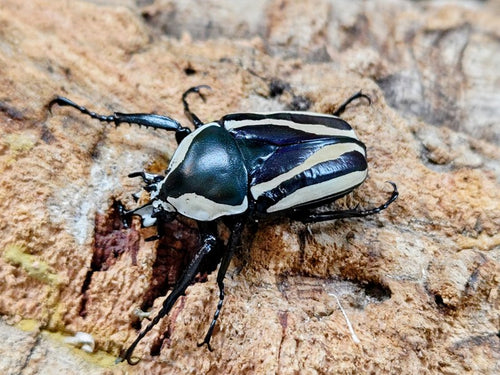 シロヘリオオツノカナブン – クワガタムシ・カブトムシ昆虫専門店COLORS