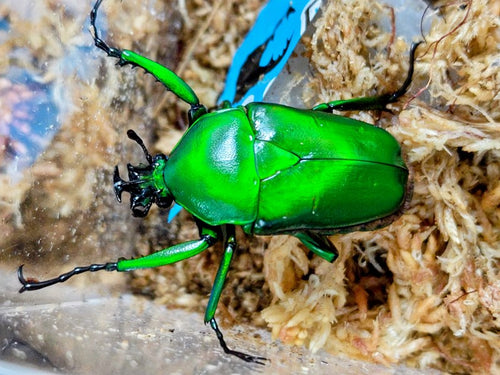 ミカンスオオツノカナブン – クワガタムシ・カブトムシ昆虫専門店COLORS