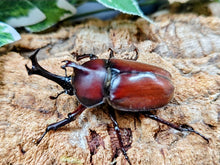 画像をギャラリービューアに読み込む, カブトムシ(ヤマトカブト) 兵庫県 猪名川町紫合産 ペア（累代WF1 ♂S・Freemm 2026/6 ♀Freemm 2026/6）
