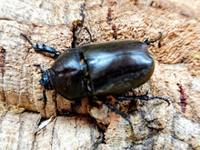 画像をギャラリービューアに読み込む, カブトムシ(ヤマトカブト) 兵庫県 猪名川町紫合産 ペア（累代WF1 ♂S・Freemm 2026/6 ♀Freemm 2026/6）
