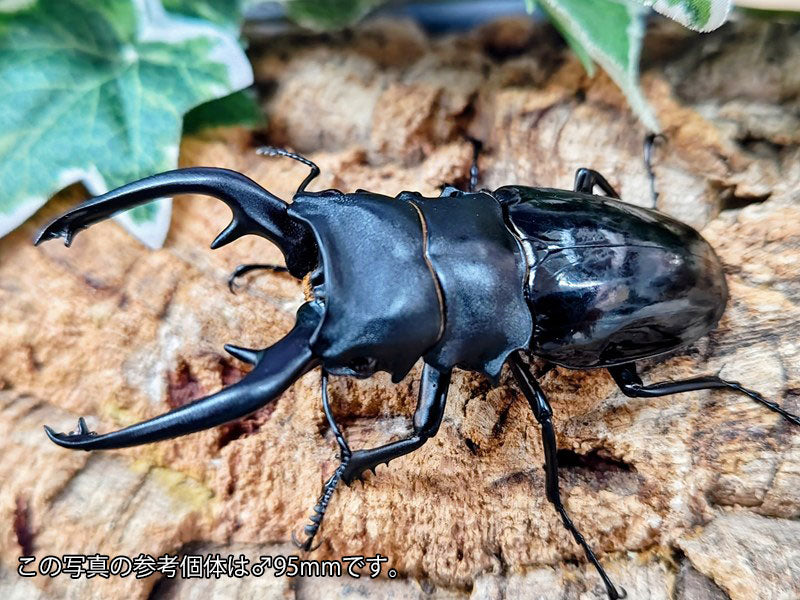 インターメディアツヤクワガタ フィリピン パラワン島バタラダ産 ペア