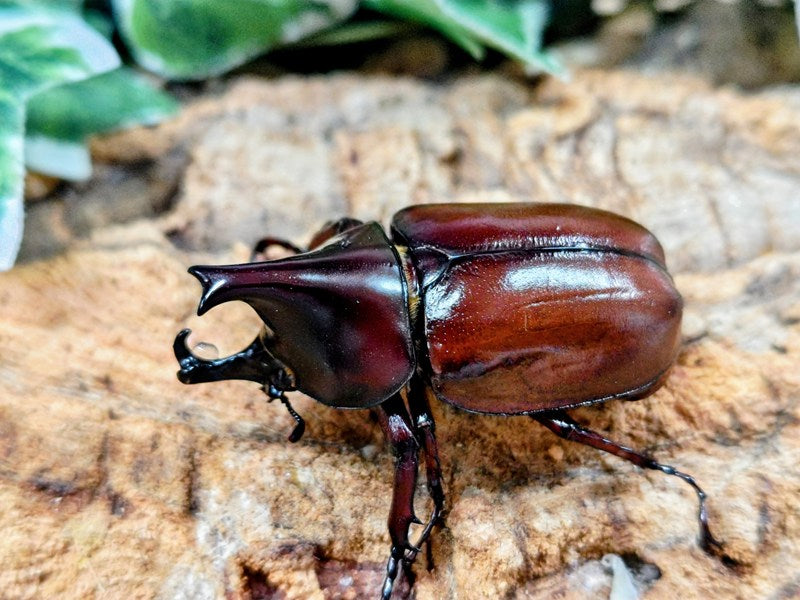 新入荷商品 – クワガタムシ・カブトムシ昆虫専門店COLORS