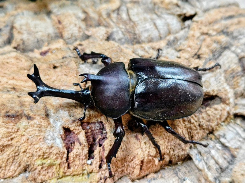 カブトムシ(ヤマトカブト) – クワガタムシ・カブトムシ昆虫専門店COLORS