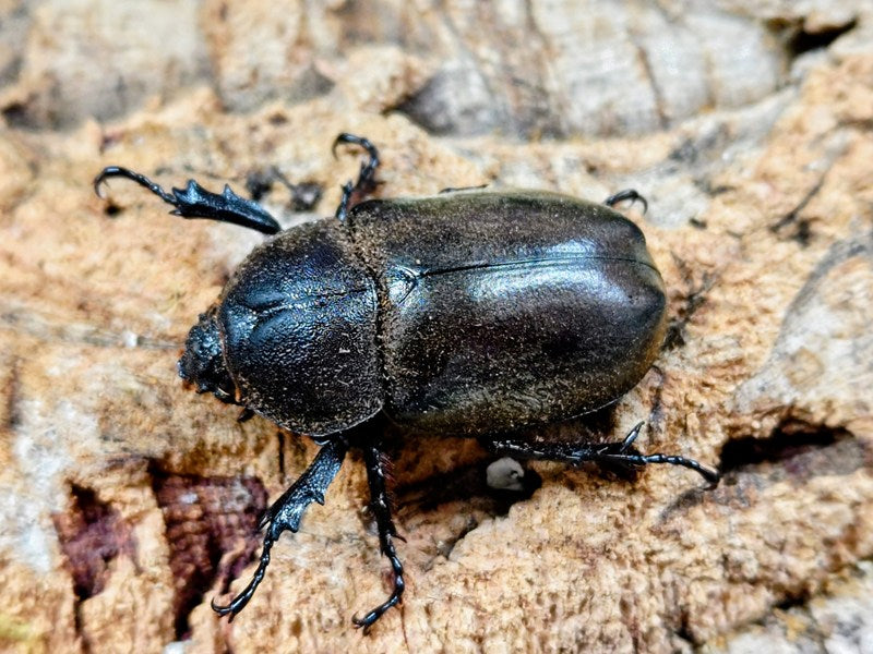 カブトムシ(ヤマトカブト) 兵庫県 たつの市産 ペア（累代WF5 ♂ML