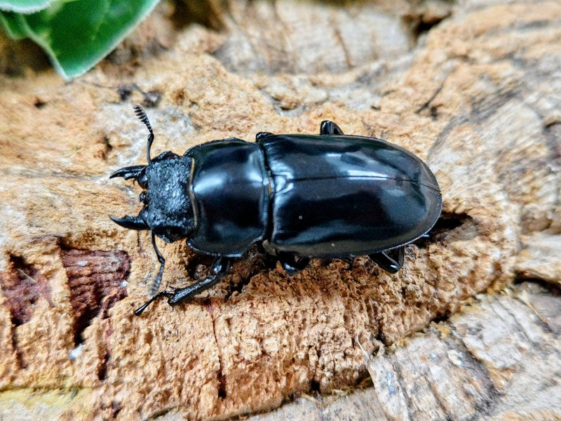 マンディブラリスフタマタクワガタ インドネシア スマトラ島ジャンピ産