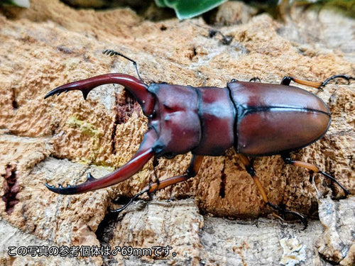 アスタコイデスノコギリクワガタ亜種pallidipennis – クワガタムシ