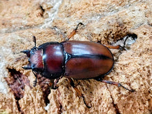 画像をギャラリービューアに読み込む, アスタコイデスノコギリクワガタ亜種pallidipennis インドネシア スマトラ島ベンクール産 ペア（累代WD ♂67mm ♀Freemm ）
