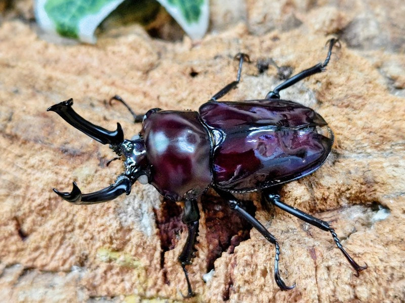 ニジイロクワガタ(紫紺血統) – クワガタムシ・カブトムシ昆虫専門店COLORS