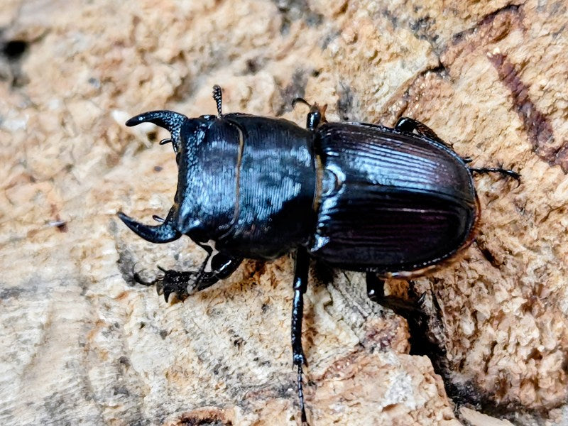 新入荷商品 – クワガタムシ・カブトムシ昆虫専門店COLORS