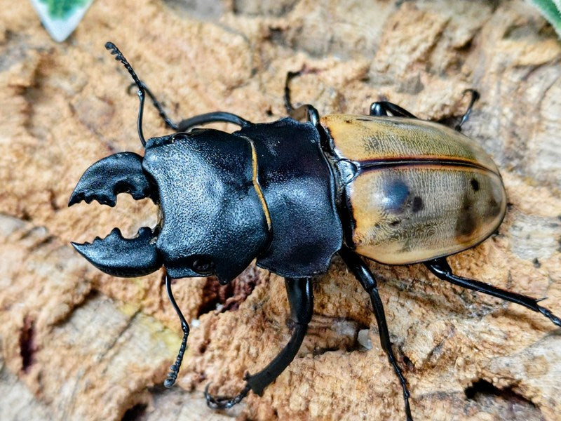 カステルナウディツヤクワガタ – クワガタムシ・カブトムシ昆虫専門店