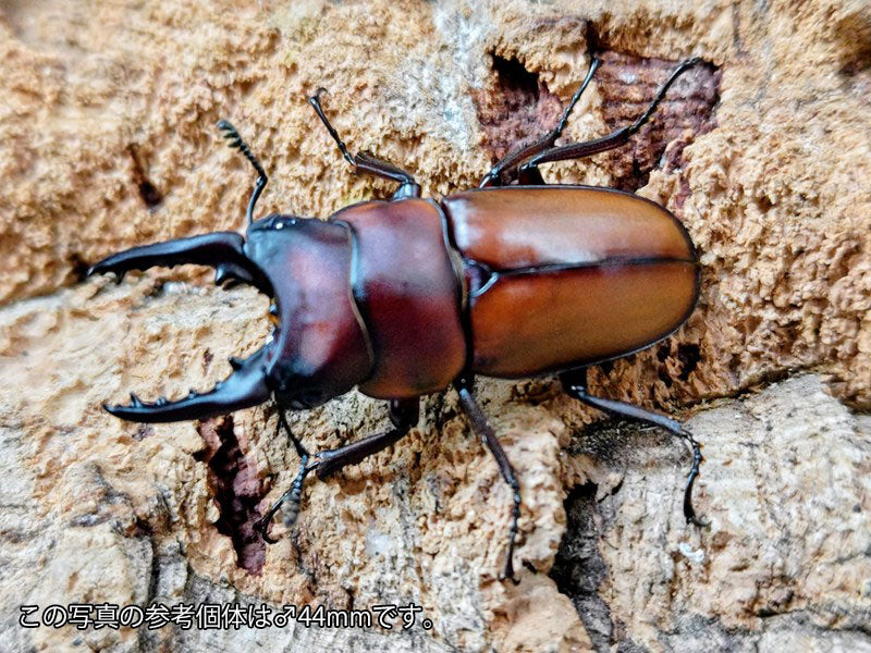 新入荷商品 – クワガタムシ・カブトムシ昆虫専門店COLORS