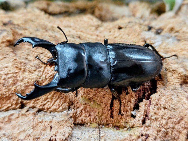 ハチジョウヒラタクワガタ – クワガタムシ・カブトムシ昆虫専門店COLORS