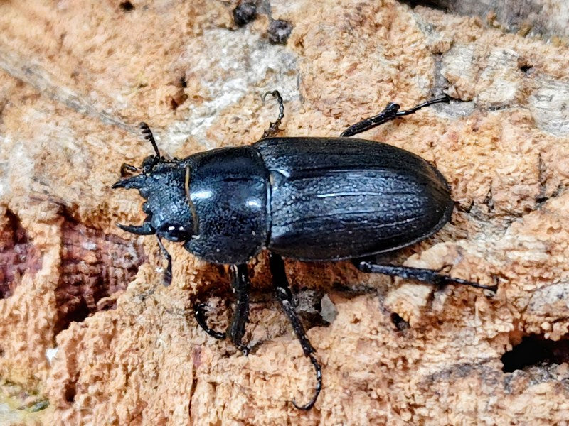 アマミノコギリクワガタ 奄美大島 笠利町産 ペア（累代WD ♂62mm