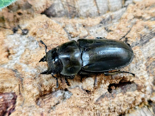 【昆虫標本】ローゼンベルグオウゴンオニクワガタ♂73㍉ ローゼンベルグオウゴンオニ – クワガタムシ・カブトムシ昆虫専門店COLORS